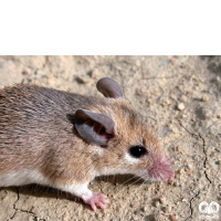 گونه موش خاردار Eastern Spiny Mouse